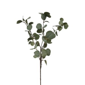 EUCALYPTUS SPRAY