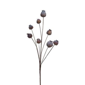 PAPAVER DRY BROWN