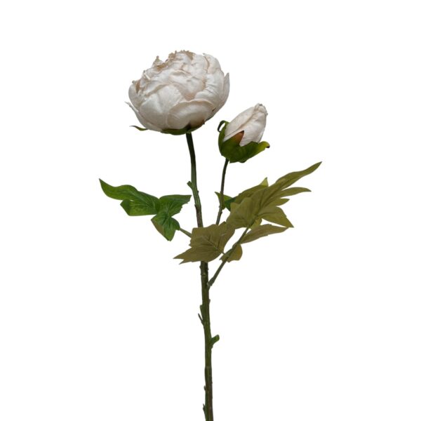 PEONY SINGLE DRY BEIGE