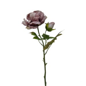 PEONY SINGLE DRY PURPLE