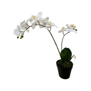 PHALAENOPSIS 2-STANGEL REAL TOUCH