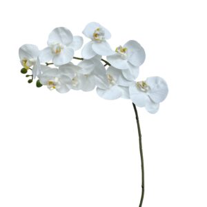 PHALAENOPSIS REAL TOUCH