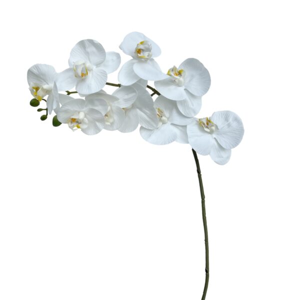 PHALAENOPSIS REAL TOUCH