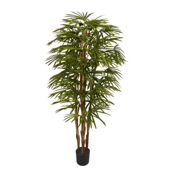 PLANT 4T RAPIS PALM