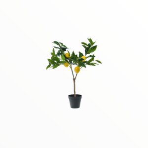 LEMON EUREKA H 60 CM