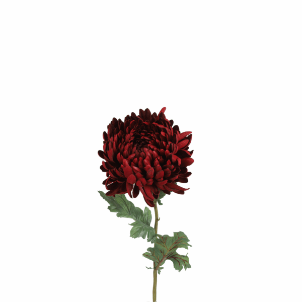 CHRYSANTHEMUM 75 CM