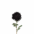 Black Purple