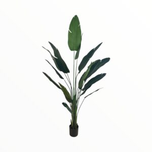DRACENA PLANT 240 CM