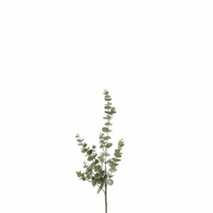 EUCALYPTUS GREEN