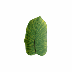 LEAF SERVING PLATE MEDIUM