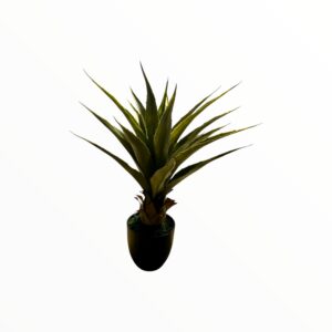 OX-TONGUE PLANT 70 CM